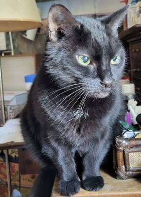 My cat from online hell dvd set
